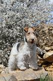 FOX TERRIER 152